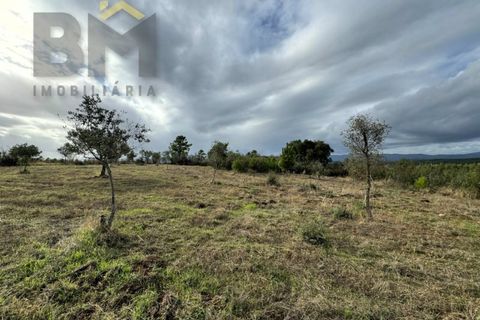 Terra a Ninho do Acor, Castelo Branco, Ninho do Acor - € 16.500 | Ref: 4963 - foto 5
