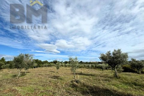 Terra a Ninho do Acor, Castelo Branco, Ninho do Acor - € 16.500 | Ref: 4963 - foto 6