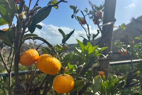 Landejendom i Telde, Gran Canaria, Telde - € 5.450.000 | Ref: RUS0008 - foto 16