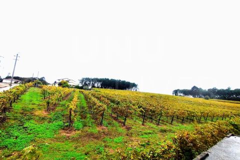 Helårsgrund i Moncao, Viana do Castelo, Moncao - € 493.000 | Ref: F1-08-11 - foto 1