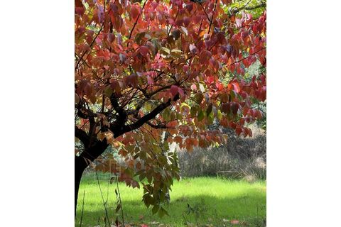 Farm i Marvao, Portalegre, Marvao - € 350.000 | Ref: MAS_84 - foto 29