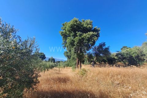 Helårsgrund i Fundao, Castelo Branco, Fundao - € 120.000 | Ref: 394250121 - foto 5