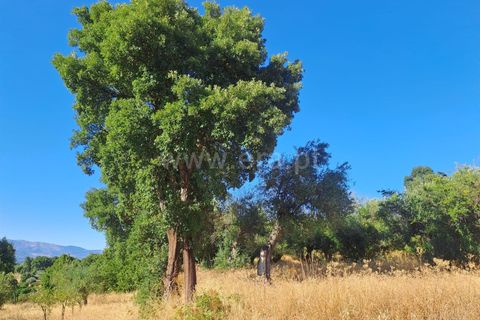 Helårsgrund i Fundao, Castelo Branco, Fundao - € 120.000 | Ref: 394250121 - foto 6