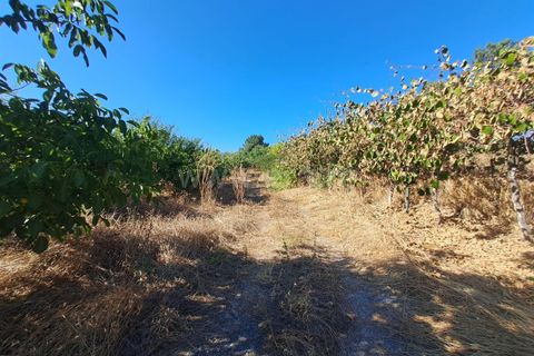 Helårsgrund i Fundao, Castelo Branco, Fundao - € 120.000 | Ref: 394250121 - foto 7