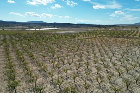 Helårsgrund i Pinoso, Alicante, Pinoso - € 49.500 | Ref: IZI-18288 - foto 11