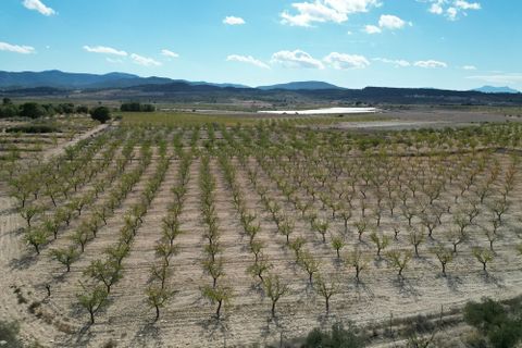 Helårsgrund i Pinoso, Alicante, Pinoso - € 49.500 | Ref: IZI-18288 - foto 12