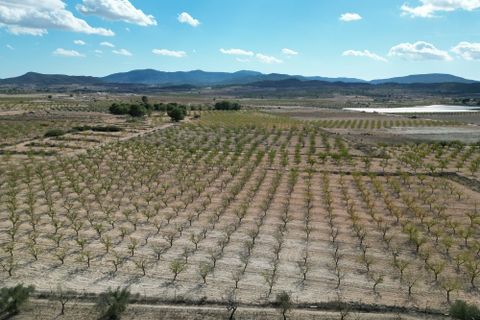 Helårsgrund i Pinoso, Alicante, Pinoso - € 49.500 | Ref: IZI-18288 - foto 13