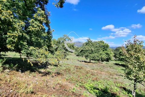 Farm i Ponte de Lima, Viana do Castelo, Ponte de Lima - € 479.000 | Ref: AV6535 - foto 20