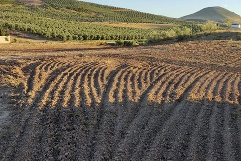 Finca i Malaga city, Malaga - foto 5
