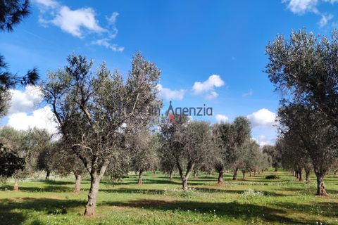 Villa a Latiano, Brindisi, Latiano - € 500.000 | Ref: 222983 - foto 20
