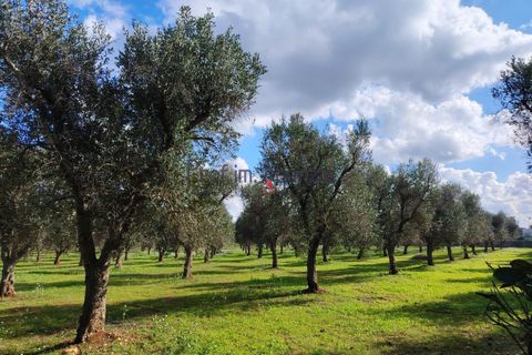 Villa a Latiano, Brindisi, Latiano - € 500.000 | Ref: 222983 - foto 22