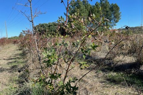 Terra a Orjais, Castelo Branco, Orjais - € 99.500 | Ref: UNU.I.2181.12348 - foto 6