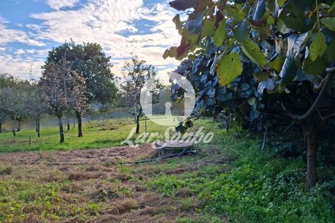 Helårsgrund i Barcelos, Braga, Barcelos - € 160.000 | Ref: 240-T-25986 - foto 3