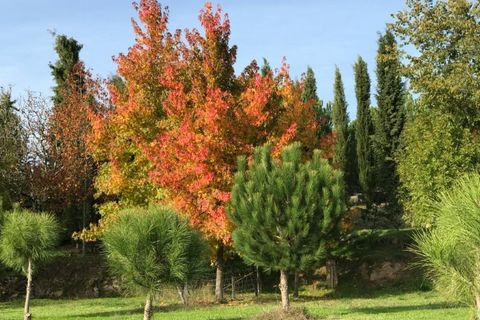 Farm i Carregal do Sal, Viseu, Carregal do Sal - € 350.000 | Ref: SALI0260 - foto 15
