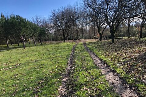 Farm i Carregal do Sal, Viseu, Carregal do Sal - € 350.000 | Ref: SALI0260 - foto 40