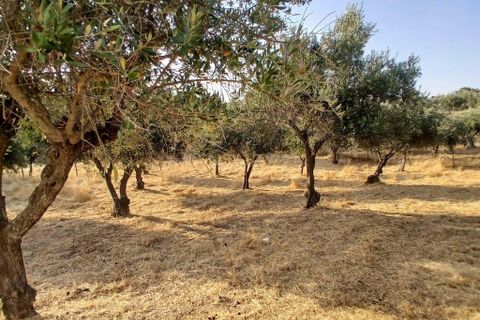 Helårsgrund i Vila Vicosa, Evora, Vila Vicosa - € 65.000 | Ref: C0284-00855 - foto 9