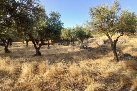 Helårsgrund i Vila Vicosa, Evora, Vila Vicosa - € 65.000 | Ref: C0284-00855 - foto 13
