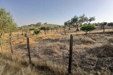 Helårsgrund i Vila Vicosa, Evora, Vila Vicosa - € 65.000 | Ref: C0284-00855 - foto 15