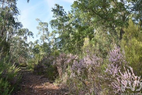 Tomt i Tomar, Santarem, Tomar - € 8 500 | Ref: 751818 - foto 34