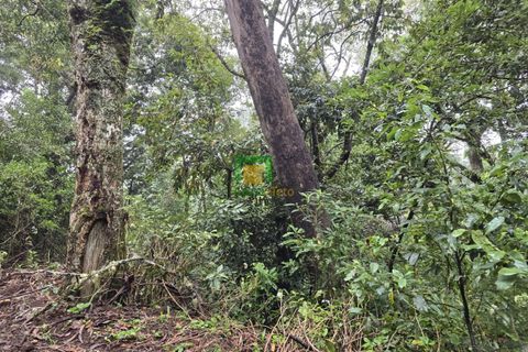 Helårsgrund i Santana, Madeira, Santana - € 150.000 | Ref: CT-1858/2025 - foto 3