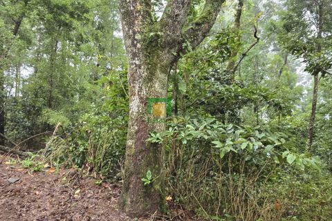 Helårsgrund i Santana, Madeira, Santana - € 150.000 | Ref: CT-1858/2025 - foto 5