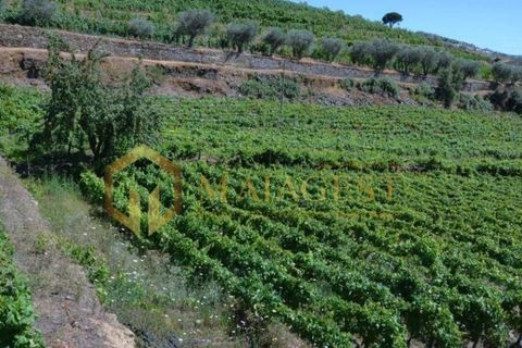 Farm i Peso da Regua, Vila Real, Peso da Regua - € 395.000 | Ref: vid_P251101 - foto 1