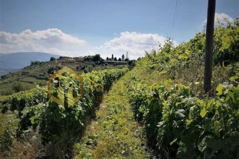 Farm i Peso da Regua, Vila Real, Peso da Regua - € 395.000 | Ref: vid_P251101 - foto 2