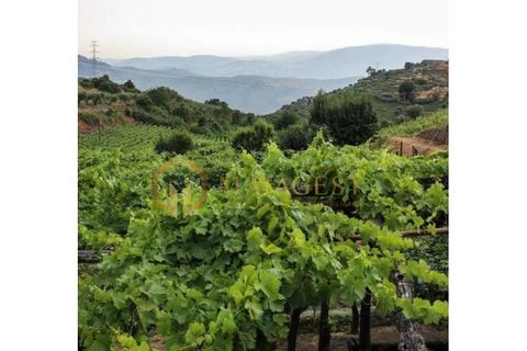 Farm i Peso da Regua, Vila Real, Peso da Regua - € 395.000 | Ref: vid_P251101 - foto 3