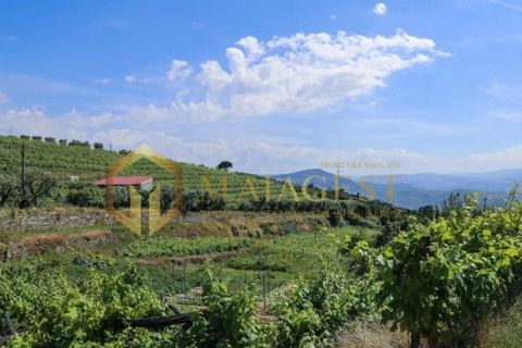 Farm i Peso da Regua, Vila Real, Peso da Regua - € 395.000 | Ref: vid_P251101 - foto 4