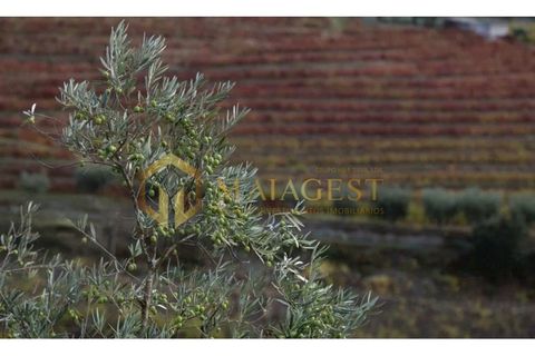 Farm i Peso da Regua, Vila Real, Peso da Regua - € 395.000 | Ref: vid_P251101 - foto 7