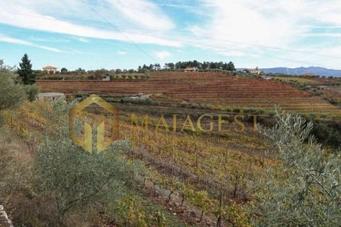 Farm i Peso da Regua, Vila Real, Peso da Regua - € 395.000 | Ref: vid_P251101 - foto 8