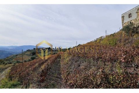 Farm i Peso da Regua, Vila Real, Peso da Regua - € 395.000 | Ref: vid_P251101 - foto 10