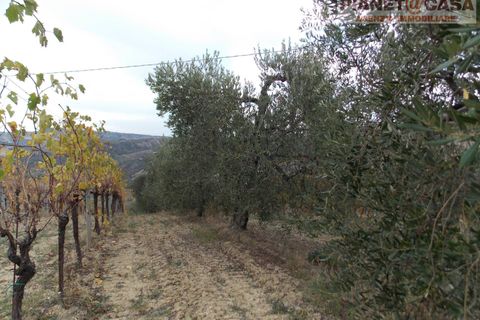 Helårsgrund i Ripatransone, Ascoli Piceno, Ripatransone - € 90.000 | Ref: VS2753 - foto 15