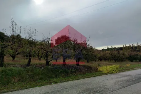 Terra a Carvalhal, Leiria, Carvalhal - € 70.000 | Ref: 130250285 - foto 7