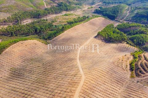 Farm i Macao, Santarem, Macao - € 330.000 | Ref: SA521 - foto 4