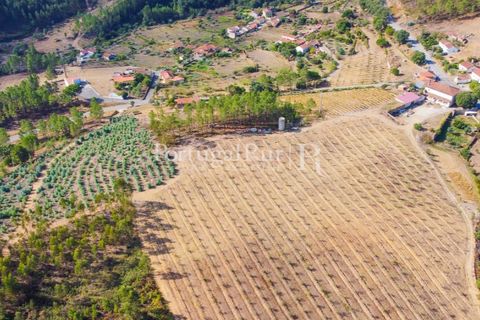 Farm i Macao, Santarem, Macao - € 330.000 | Ref: SA521 - foto 5