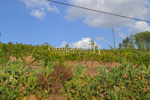 Farm i Macao, Santarem, Macao - € 330.000 | Ref: SA521 - foto 33