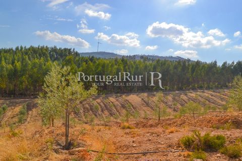 Farm i Macao, Santarem, Macao - € 330.000 | Ref: SA521 - foto 37