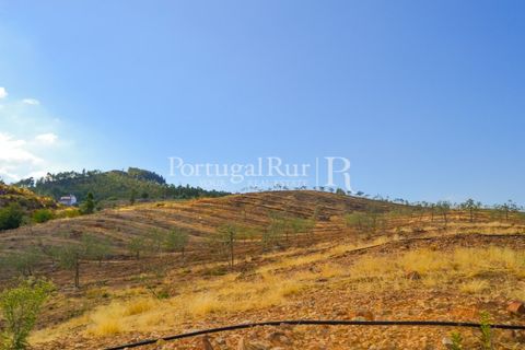 Farm i Macao, Santarem, Macao - € 330.000 | Ref: SA521 - foto 38