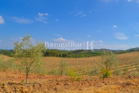 Farm i Macao, Santarem, Macao - € 330.000 | Ref: SA521 - foto 41