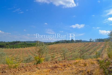 Farm i Macao, Santarem, Macao - € 330.000 | Ref: SA521 - foto 42