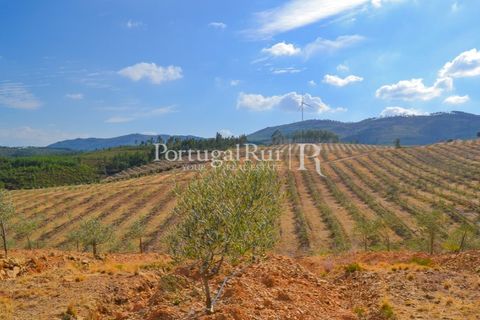 Farm i Macao, Santarem, Macao - € 330.000 | Ref: SA521 - foto 43