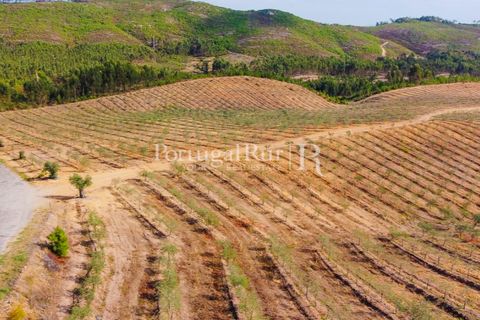 Farm i Macao, Santarem, Macao - € 330.000 | Ref: SA521 - foto 46
