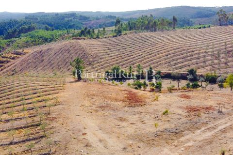 Farm i Macao, Santarem, Macao - € 330.000 | Ref: SA521 - foto 47