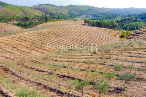 Farm i Macao, Santarem, Macao - € 330.000 | Ref: SA521 - foto 48