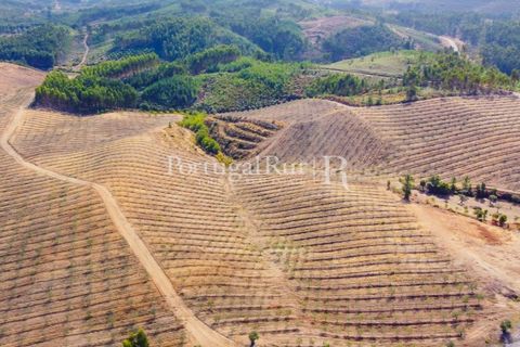 Farm i Macao, Santarem, Macao - € 330.000 | Ref: SA521 - foto 49