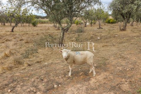 Farm i Alvito, Beja, Alvito - € 1.075.000 | Ref: FG249 - foto 49