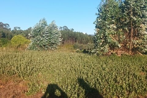 Helårsgrund i Mealhada, Aveiro, Mealhada - € 98.000 | Ref: C0372-01709 - foto 7