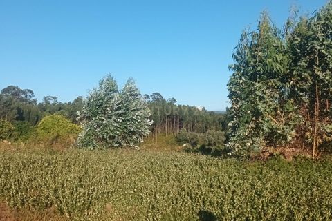 Helårsgrund i Mealhada, Aveiro, Mealhada - € 98.000 | Ref: C0372-01709 - foto 8