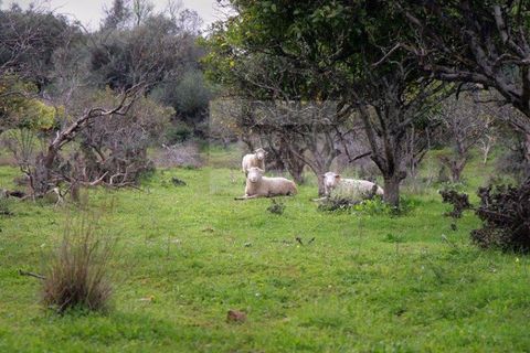 Gård i Albufeira, Faro, Albufeira - € 2 500 000 | Ref: AD 131 - foto 25